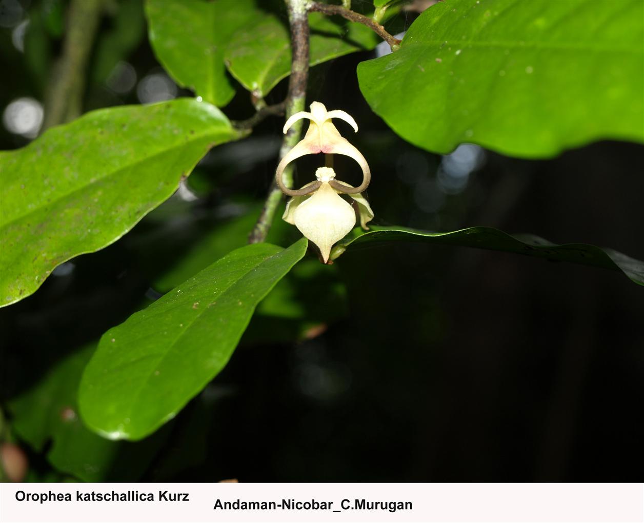 Orophea katschallica Kurz